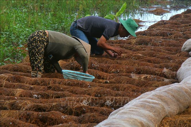 Nông dân xã Xà Phiên, thành phố Cần Thơ tái sử dụng rơm rạ sau thu hoạch lúa để trồng nấm rơm. Ảnh: Duy Khương – TTXVN