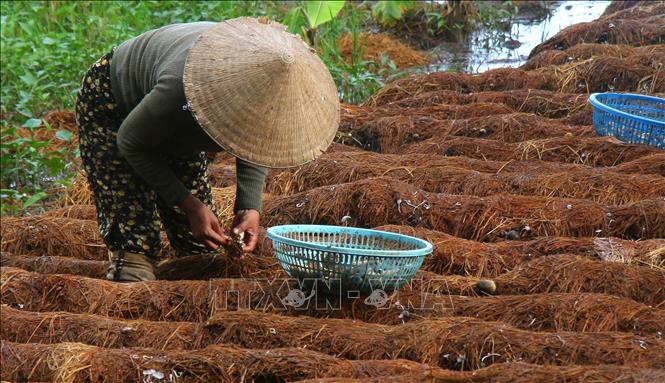 Nông dân xã Xà Phiên, thành phố Cần Thơ tái sử dụng rơm rạ sau thu hoạch lúa để trồng nấm rơm. Ảnh: Duy Khương – TTXVN