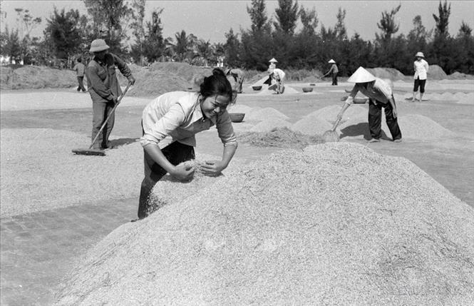 Vụ mùa năm 1983, do thực hiện khoán sản phẩm, tích cực thâm canh, HTX Hải Thanh, huyện Hải Hậu (Hà Nam Ninh) đạt năng suất lúa mùa 2 tấn/ha, đưa năng suất 2 vụ lúa lên 11 tấn, vượt sản lượng khoán 1320 tấn thóc. Ảnh: Bùi Tường - TTXVN