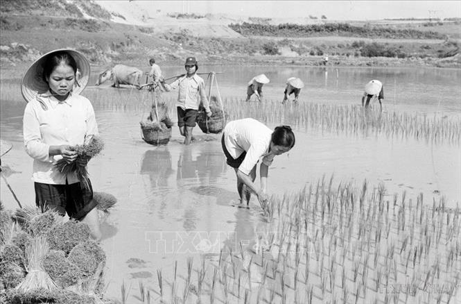 Xã viên HTX Cao Phong, huyện Lập Thạch, tỉnh Vĩnh Phú cấy lúa vụ chiêm xuân 1984 - 1985. Ảnh: Văn Lạn - TTXVN