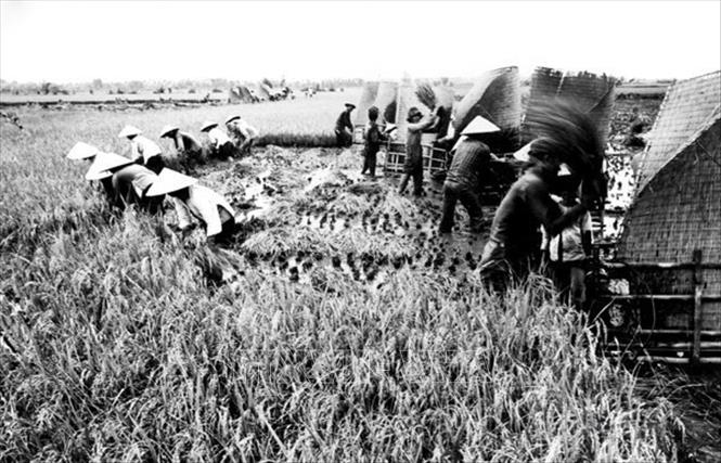 Dưới sự lãnh đạo của Đảng, thành phố Hồ Chí Minh có bước trưởng thành về nhận thức, mạnh dạn thể nghiệm những mô hình đổi mới cơ chế quản lý kinh tế, tháo gỡ khó khăn, giải phóng cho sản xuất phát triển đúng hướng, nhằm thoát khỏi cơ chế tập trung quan liêu bao cấp. Trong ảnh: Tập đoàn 3 xã Thới Tam Thôn, huyện Hóc Môn thu hoạch lúa cao sản. Ảnh: TTXVN phát