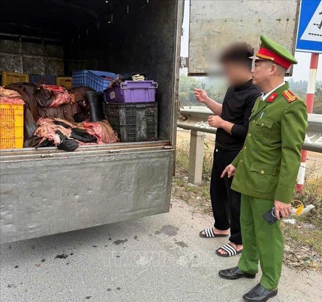 Công an tỉnh Phú Thọ  phát hiện xe ô tô vận chuyển 1,2 tấn sản phẩm động vật có dấu hiệu không bảo đảm vệ sinh thú y. Ảnh: TTXVN phát
