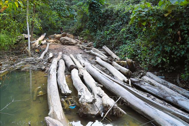 Một điểm người dân kéo gỗ, tập kết lên bờ sông Nậm Nơn để sơ chế thân gỗ, cưa xẻ thành tấm trước khi vận xuất khỏi hiện trường, đưa về bản làng phục vụ nhu cầu dân sinh, làm nhà, công trình phụ, chuồng trại chăn nuôi. Ảnh: Xuân Tiến - TTXVN 