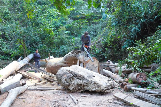 Người dân địa phương ở các bản ven sông đang cưa xẻ những thân gỗ khổng lồ vớt được trên lòng hồ Thủy điện Bản Vẽ sau mưa, lũ. Ảnh: Xuân Tiến - TTXVN 