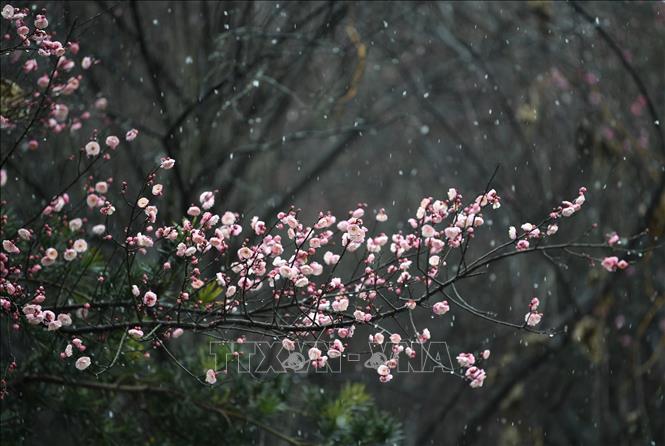 Hoa mận nở đẹp nhất từ cuối tháng 1 đến giữa tháng 2 dương lịch, khi thời tiết chuyển từ mùa đông sang xuân, tạo nên khung cảnh thơ mộng. Trong văn hóa Trung Quốc, hoa mận là biểu tượng của sự kiên cường, bất khuất. Vẻ đẹp của hoa mận trong mùa đông giá lạnh tượng trưng cho sức sống mãnh liệt và ý chí kiên cường. Trong ảnh: Hoa mận khoe sắc giữa trời tuyết tại tỉnh Hồ Bắc, Trung Quốc. Ảnh: THX/TTXVN
