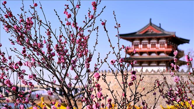 Hoa mận nở đẹp nhất từ cuối tháng 1 đến giữa tháng 2 dương lịch, khi thời tiết chuyển từ mùa đông sang xuân, tạo nên khung cảnh thơ mộng. Trong văn hóa Trung Quốc, hoa mận là biểu tượng của sự kiên cường, bất khuất. Vẻ đẹp của hoa mận trong mùa đông giá lạnh tượng trưng cho sức sống mãnh liệt và ý chí kiên cường. Trong ảnh: Hoa mận khoe sắc tại tỉnh Hà Nam, Trung Quốc. Ảnh: THX/TTXVN