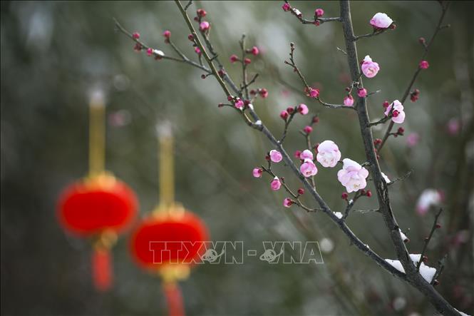 Hoa mận nở đẹp nhất từ cuối tháng 1 đến giữa tháng 2 dương lịch, khi thời tiết chuyển từ mùa đông sang xuân, tạo nên khung cảnh thơ mộng. Trong văn hóa Trung Quốc, hoa mận là biểu tượng của sự kiên cường, bất khuất. Vẻ đẹp của hoa mận trong mùa đông giá lạnh tượng trưng cho sức sống mãnh liệt và ý chí kiên cường. Trong ảnh: Hoa mận khoe sắc tại tỉnh Hà Nam, Trung Quốc. Ảnh: THX/TTXVN