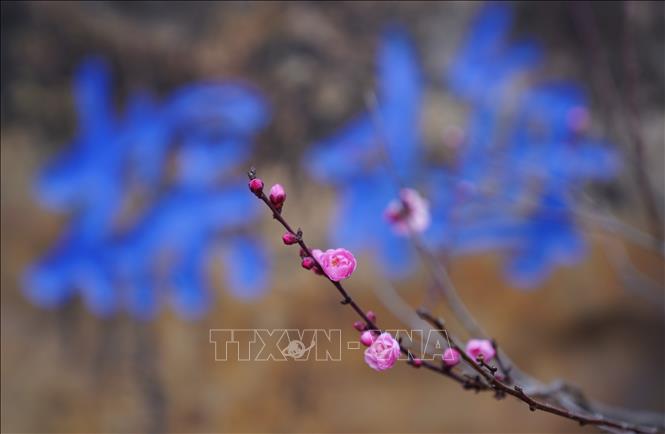 Hoa mận nở đẹp nhất từ cuối tháng 1 đến giữa tháng 2 dương lịch, khi thời tiết chuyển từ mùa đông sang xuân, tạo nên khung cảnh thơ mộng. Trong văn hóa Trung Quốc, hoa mận là biểu tượng của sự kiên cường, bất khuất. Vẻ đẹp của hoa mận trong mùa đông giá lạnh tượng trưng cho sức sống mãnh liệt và ý chí kiên cường và khả năng vượt qua mọi khó khăn. Trong ảnh: Hoa mận khoe sắc tại tỉnh Vân Nam, Trung Quốc. Ảnh: THX/TTXVN