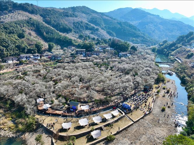 Hoa mận nở đẹp nhất từ cuối tháng 1 đến giữa tháng 2 dương lịch, khi thời tiết chuyển từ mùa đông sang xuân, tạo nên khung cảnh thơ mộng. Trong văn hóa Trung Quốc, hoa mận là biểu tượng của sự kiên cường, bất khuất. Vẻ đẹp của hoa mận trong mùa đông giá lạnh tượng trưng cho sức sống mãnh liệt và ý chí kiên cường. Trong ảnh: Hoa mận khoe sắc tại tỉnh Phúc Kiến, Trung Quốc. Ảnh: THX/TTXVN