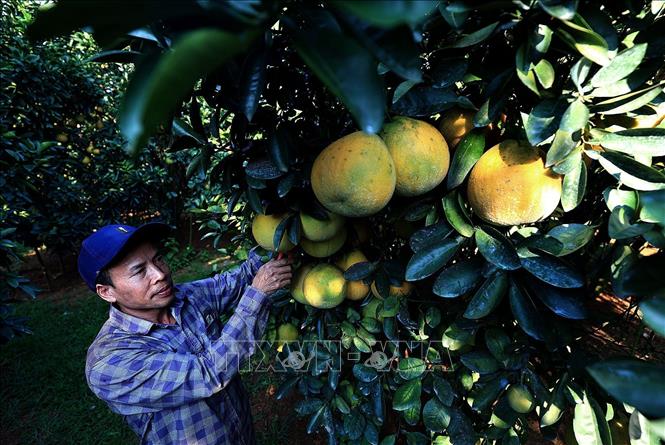 Người dân xã Tân Lạc thu hoạch vào thời điểm chính vụ bưởi đỏ Tân Lạc. Ảnh: Thanh Hải - TTXVN