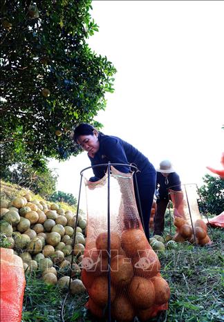 Bưởi đỏ Tân Lạc được phân loại ngay từ vườn để đánh giá chất lượng quả. Ảnh: Thanh Hải - TTXVN 