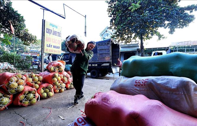 Người dân Tân Lạc vận chuyển bưởi đỏ Tân Lạc đến nơi tập kết để xuất bán ra thị trường. Ảnh: Thanh Hải - TTXVN 