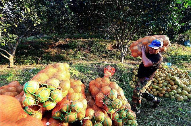 Người dân xã Tân Lạc thu hoạch bưởi đỏ Tân Lạc vận chuyển đến nơi tập kết. Ảnh: Thanh Hải - TTXVN 