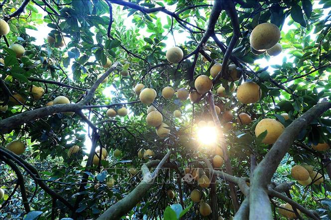 Niên vụ 2025, bưởi đỏ Tân Lạc được mùa, đạt tiêu chuẩn chất lượng và mẫu mã. Ảnh: Thanh Hải - TTXVN 