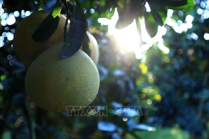 Bưởi đỏ Tân Lạc đạt tiêu chuẩn VietGap, chất lượng đảm bảo xuất bán cho thị trường trong nước và ngoài nước. Ảnh: Thanh Hải - TTXVN 