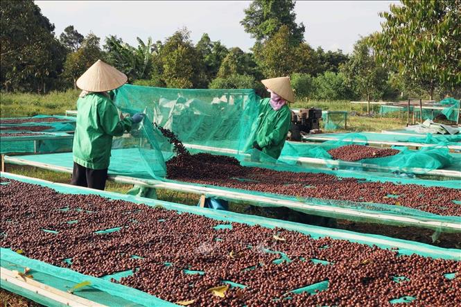 Sun-drying Robusta coffee beans in Dak Lak province. VNA Photo: Kha Phạm 