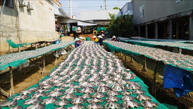 Sau khi làm sạch và tẩm ướp gia vị, cá được phơi dưới ánh nắng mặt trời. Ảnh: Nhựt An - TTXVN