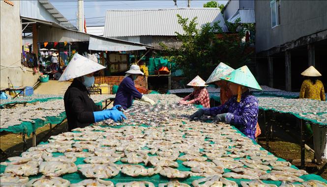 Công nhân của Cơ sở sản xuất khô Như Hằng (xã Phú Thọ, tỉnh Đồng Tháp) phơi khô cá lóc. Ảnh: Nhựt An - TTXVN