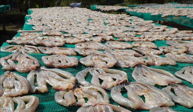 Khô cá lóc là mặt hàng chủ yếu của Làng khô Phú Thọ (xã Phú Thọ, tỉnh Đồng Tháp). Ảnh: Nhựt An - TTXVN