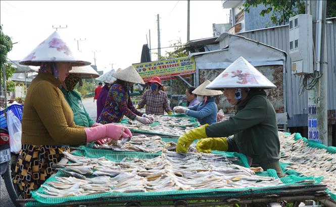 Hiện, Cơ sở sản xuất khô Tú Trinh (xã Phú Thọ, tỉnh Đồng Tháp) chế biến hàng tấn cá nguyên liệu mỗi ngày. Ảnh: Nhựt An - TTXVN