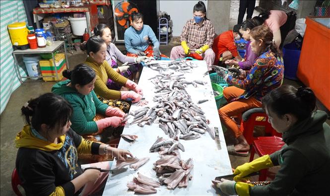 Công nhân làm sạch cá lóc để chế biến thành cá khô phục vụ thị trường Tết. Ảnh: Nhựt An - TTXVN