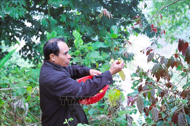 Ông Xeo Văn Tình (bản Na Lợt, xã Nhôn Mai, tỉnh Nghệ An), hiện sở hữu hơn 500 gốc chè hoa vàng đã cho thu hoạch từ nhiều năm trước và hàng nghìn cây chè hoa vàng đang ươm trồng, nhân giống. Ảnh: Xuân Tiến - TTXVN 