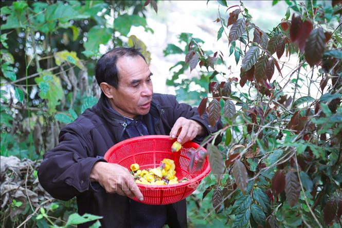 Người dân bản Na Lợt (xã Nhôn Mai, tỉnh Nghệ An) đi hái hoa, nụ chè hoa vàng trong vườn trồng. Ảnh: Xuân Tiến - TTXVN 
