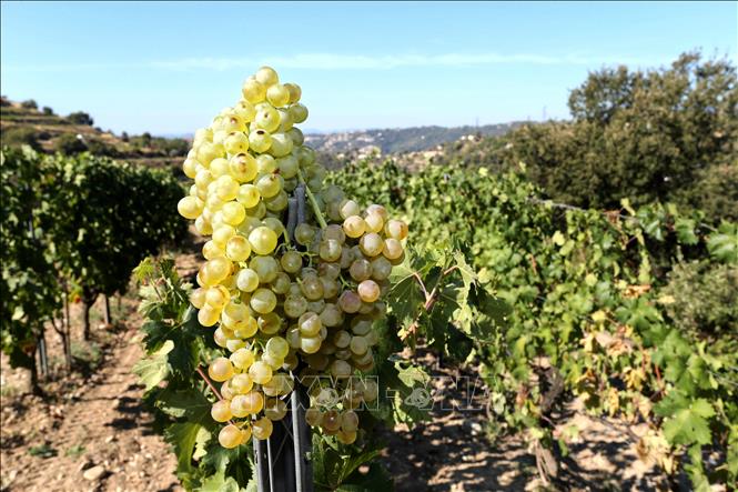 Vườn nho tại Nice, Pháp. Ảnh: THX/TTXVN