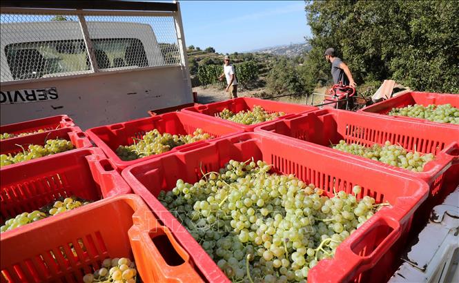 Nông dân thu hoạch nho tại Nice, Pháp. Ảnh: THX/TTXVN
