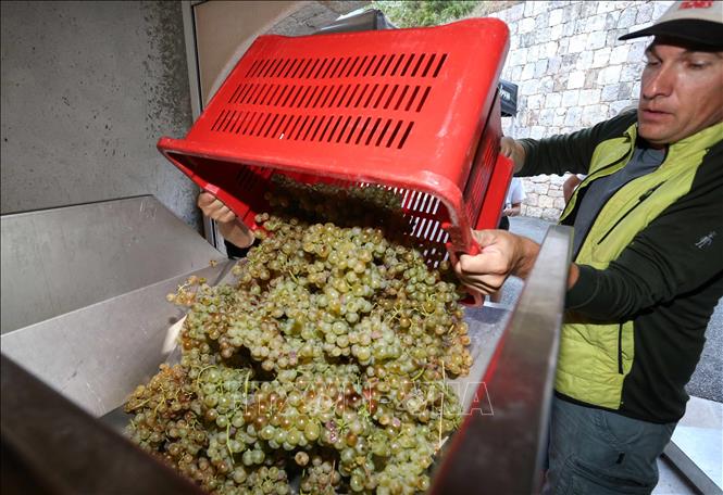 Nông dân thu hoạch nho tại Nice, Pháp. Ảnh: THX/TTXVN