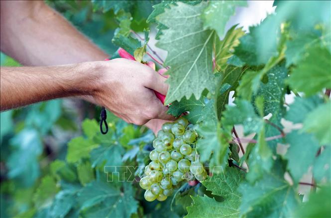 Nông dân thu hoạch nho tại Nice, Pháp. Ảnh: THX/TTXVN
