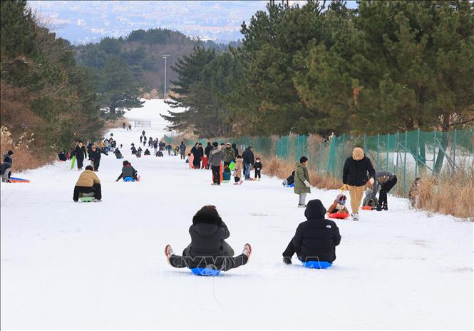 Người dân trượt tuyết tại Jeju, Hàn Quốc, ngày 3/1/2026. Ảnh: Yonhap/TTXVN