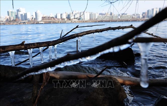 Cành cây đóng băng dọc sông Hàn ở thủ đô Seoul, Hàn Quốc. Ảnh: Yonhap/TTXVN