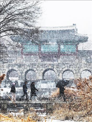 Tuyết rơi dày tại Suwon, Hàn Quốc. Ảnh: Yonhap/TTXVN
