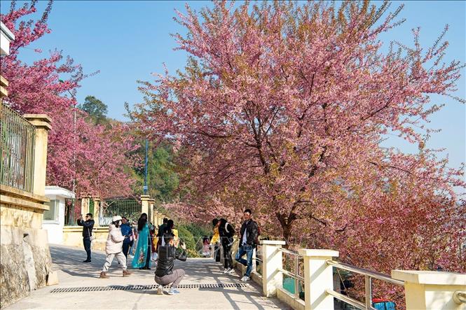 Cherry blossom season, lasting from late December to March, attracts tourists to Lung Cu. VNA Photo: Minh Tâm