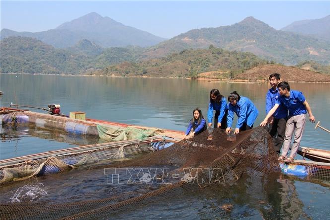 Mô hình nuôi cá lồng trên lòng hồ của thanh niên Lai Châu. Ảnh: Việt Dũng - TTXVN