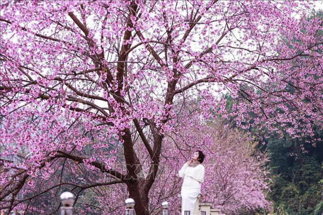 Lung Cu is orienting tourism development towards a green and sustainable model, with cultural and landscape conservation as its foundation. VNA Photo: Minh Tâm