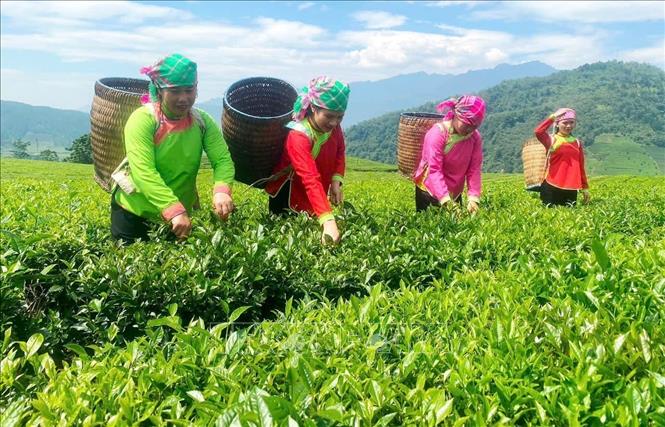 Người dân vùng cao Lai Châu thu hái chè, đây cũng là một trong những cây trồng chủ lực của tỉnh. Ảnh: TTXVN phát