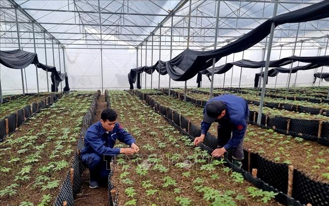 Việc trồng sâm tại Lai Châu được tỉnh xác định là cây trồng chủ lực. Ảnh: Việt Dũng – TTXVN