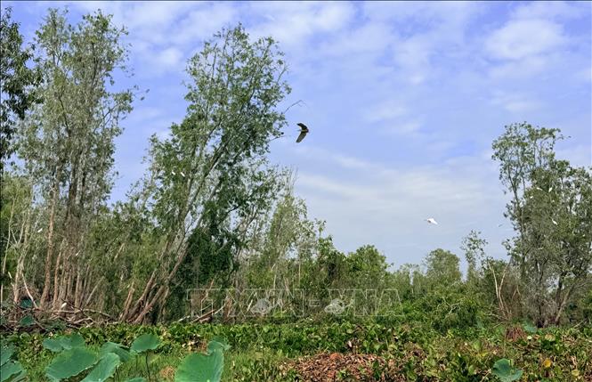 Rừng tràm Trà Sư có hệ sinh thái ngập nước tiêu biểu của vùng Đồng bằng sông Cửu Long. Ảnh: Thanh Sang- TTXVN