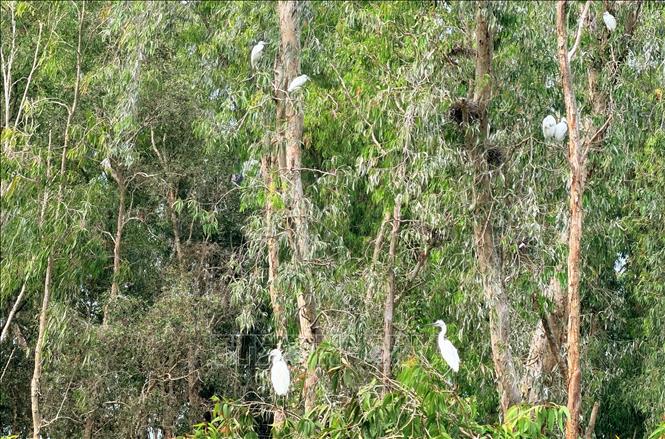 Rừng tràm Trà Sư là thiên đường sinh sống của cò trắng và hàng chục loài chim khác. Ảnh: Thanh Sang- TTXVN