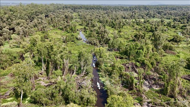 Du khách trải nghiệm ngồi xuồng len lỏi giữa những tán tràm Trà Sư. Ảnh: Thanh Sang- TTXVN