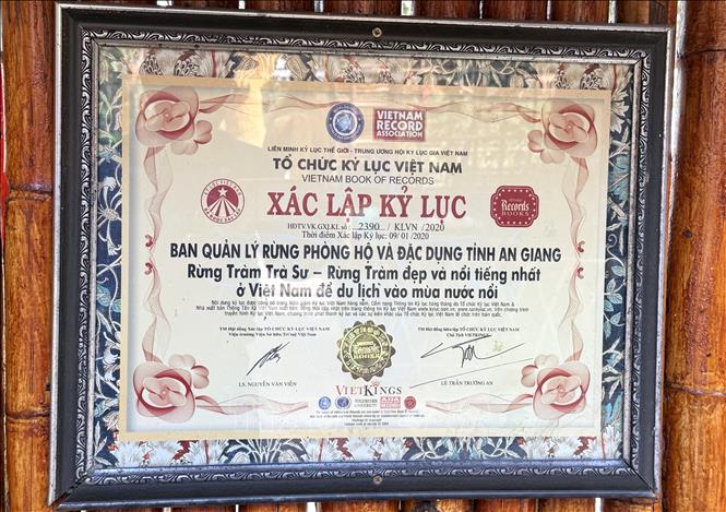 Rừng tràm Trà Sư xác lập kỷ lục “Rừng tràm đẹp và nổi tiếng nhất ở Việt Nam để du lịch vào mùa nước nổi”. Ảnh: Thanh Sang- TTXVN
