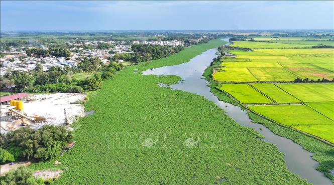 Lục bình bắt đầu xuất hiện nhiều trên sông Vàm Cỏ Đông trong những ngày đầu năm 2026. Ảnh: Minh Phú – TTXVN