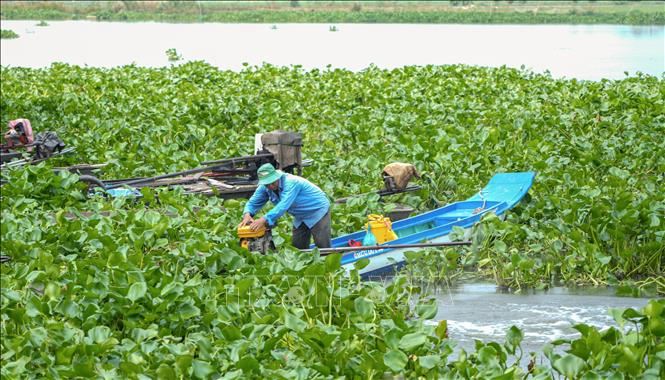 Người dân gặp khó khăn khi lưu thông qua khu vực lục bình dày trên sông Vàm Cỏ Đông. Ảnh: Minh Phú – TTXVN