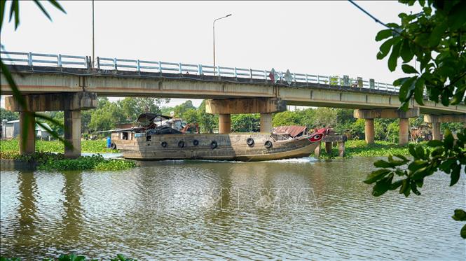 Lục bình đã bắt đầu xuất hiện nhiều ở chân cầu Bến Sỏi (xã Ninh Điền, tỉnh Tây Ninh) vào những ngày đầu năm. Ảnh: Minh Phú – TTXVN