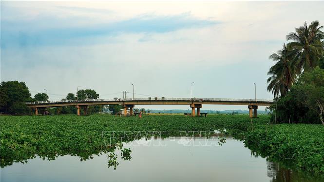 Nhiều thời điểm lục bình mắc lại tại chân cầu Bến Sỏi (xã Ninh Điền, tỉnh Tây Ninh), làm thu hẹp mặt sông. Ảnh: Minh Phú – TTXVN