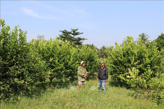 Vườn chanh không hạt 0,4 ha của ông Đặng Văn Dư (bên trái) ở xã Song Lộc. Ảnh : Phúc Sơn – TTXVN.