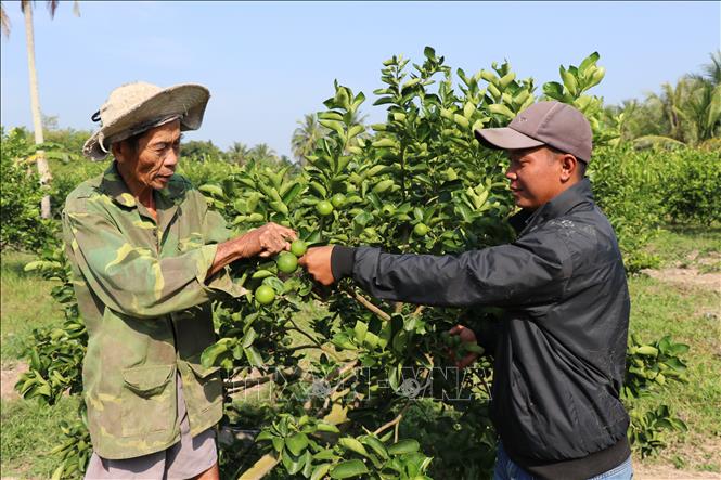 Vườn chanh không hạt 0,4 ha của ông Đặng Văn Dư (bên trái) ở xã Song Lộc. Ảnh : Phúc Sơn – TTXVN.