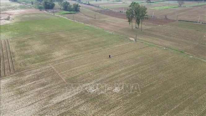 Những mảng xanh dần xen kẽ trở lại ở xã Gò Nổi (thành phố Đà Nẵng) bởi đôi bàn tay của người nông dân. Ảnh: Khoa Chương - TTXVN